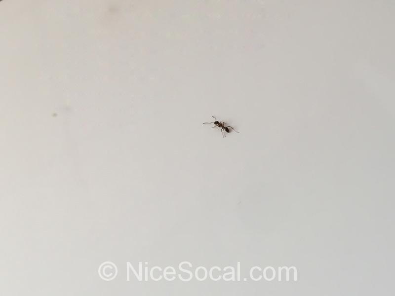蟻の写真