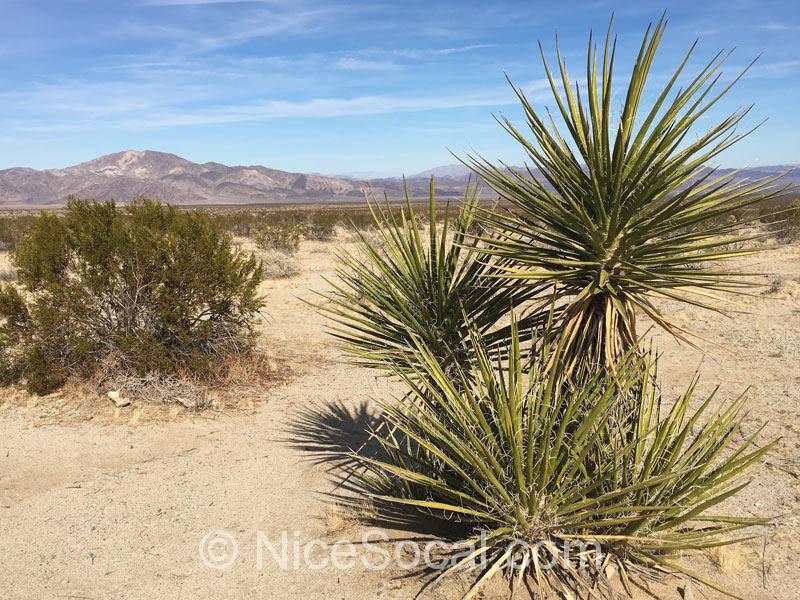 mojave yucca