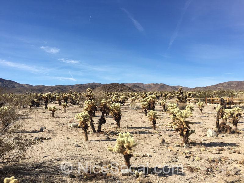 pencil cholla cactus