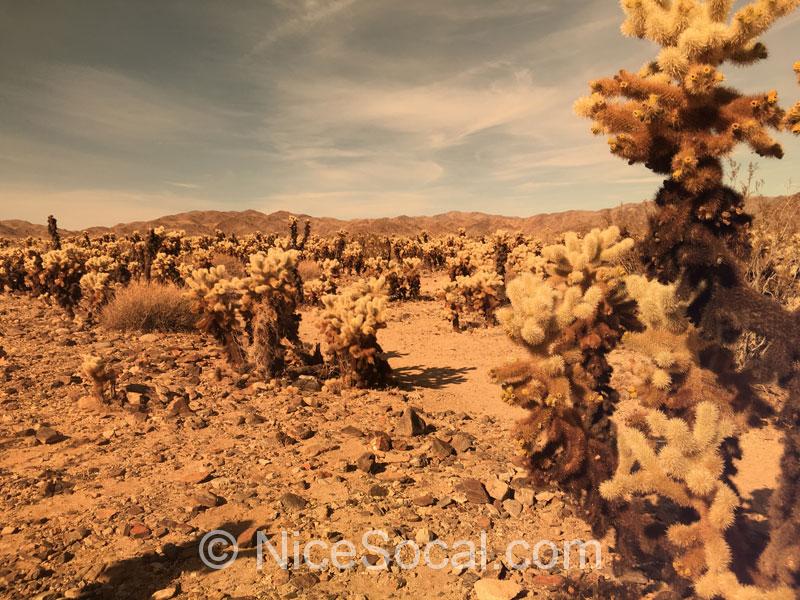 pencil cholla cactus