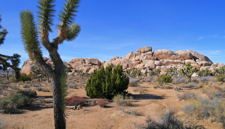 Joshua Tree