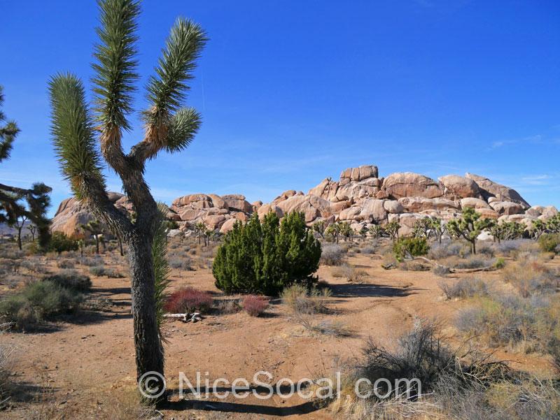 Joshua Tree