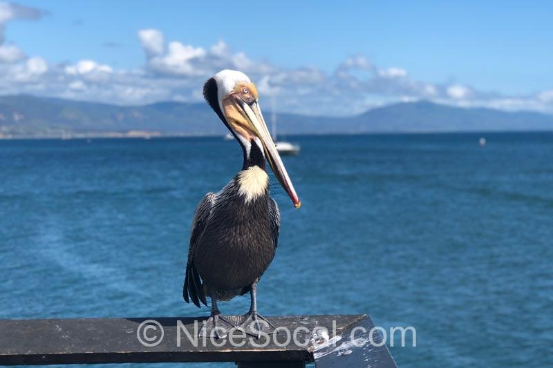 pelican